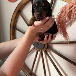 Dachshund Puppies from GE Miniature Dachshunds