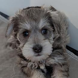 Elsa - Liver female Miniature Schnauzer puppy in Ferndale, Washington from Blackhorse Schnauzers Washington state