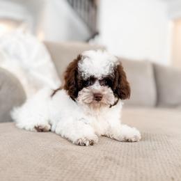 Dumplin - Parti male Poodle puppy in Chapel Hill, North Carolina from Cyndi’s Poodles