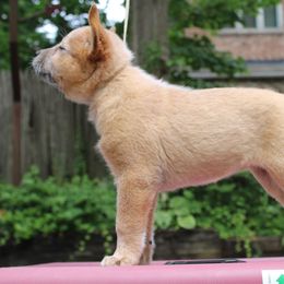 Australian Cattle Dog Puppies from Kanku