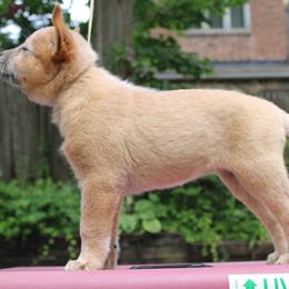 Australian Cattle Dog Puppies from Kanku