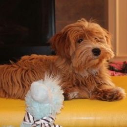 Casanova  - Havanese