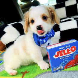 Jasper - White male Maltipoo puppy in Sugar Land, Texas from Celebrity Maltipoos