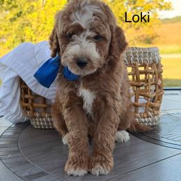 Loki - Red  male Goldendoodle puppy in Estesburg, Kentucky from Wet Goldendoodle Kisses