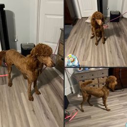 Little Foot - Goldendoodle