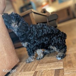 Kooper - Brown and tan male Cockapoo puppy in Sunset, Louisiana from Cano Cockapoos