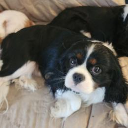 Mack - Tri-color male Cavalier King Charles Spaniel puppy in Albany, Oregon from Hit Parade Cavaliers