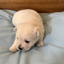 Boy 3 - White male West Highland White Terrier puppy in Cottonwood, Texas from Davis Westies