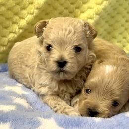 Maltese and Maltipoo Puppies from Chez Lexi Kennels