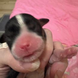 Blk and white girl - Black and white female Cavalier King Charles Spaniel puppy in Melbourne, Florida from Majestic Cavaliers of Melbourne FL
