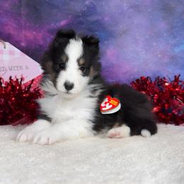Tiny Waffles - Black white and tan male Shetland Sheepdog puppy in Elk, Washington from Asgard Shetland Sheepdogs