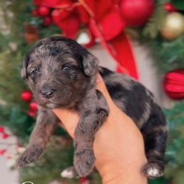 Onyx - Merle male Bernedoodle puppy in West Jordan, Utah from Doodles Friend