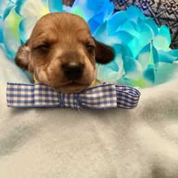 Dachshund Puppies from Mimi’s Doxies