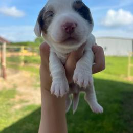 Tucker - Piebald male Dachshund puppy in Nashville, Arkansas from Cuddles n Curls