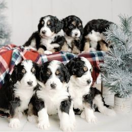 Bernedoodle puppies from Wilderness Point Doodles