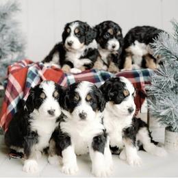 Bernedoodle puppies from Wilderness Point Doodles