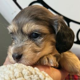 Black and silver dapple piebald girl - Dapple female Dachshund puppy in Appomattox, Virginia from Doxie Darlings VA