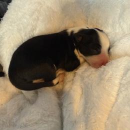 Boy 3-Black And white - Black and white male Border Collie puppy in East Ellijay, Georgia from Nine Peaks Border Collies