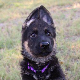 German Shepherd Puppies from Neuanfang German Shepherd Dogs