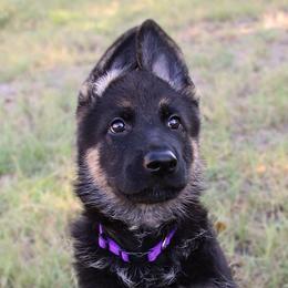 German Shepherd Puppies from Neuanfang German Shepherd Dogs