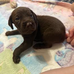 Nina - Liver female Pudelpointer puppy in Lakehills, Texas from Simply Southern Retrievers, LLC