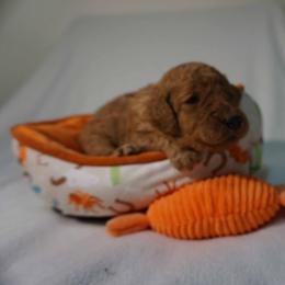 Boy 1 - Red  male Poodle puppy in Mc Henry, Illinois from Sunset Maple Poodles