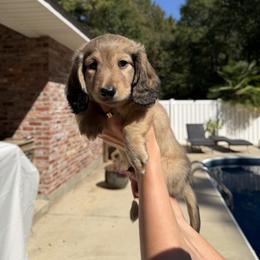 Dachshund Puppies from Rylee’s dachshunds