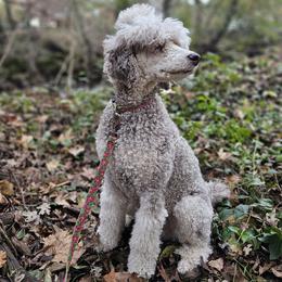 Tilly - Poodle