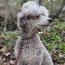Tilly - Poodle