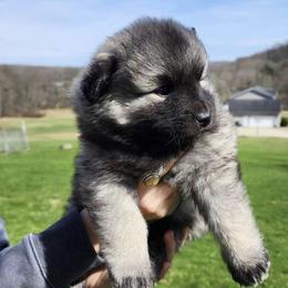 Keeshond Puppies from Hocking Hills Keeshonds