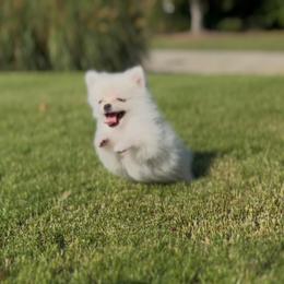 Pomeranian Puppies from Cream Puffs Pomeranians