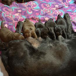 Black Girl 1 - Black female Labrador Retriever puppy in Malabar, Florida from Mythic Labradors, LLC