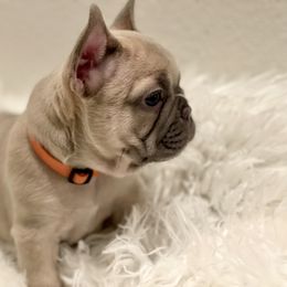 French Bulldog Puppies from JungleCity Frenchies