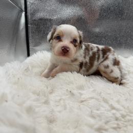 Blossom - Red merle female Miniature Australian Shepherd puppy in Greenville, Ohio from Arnold’s Aussies