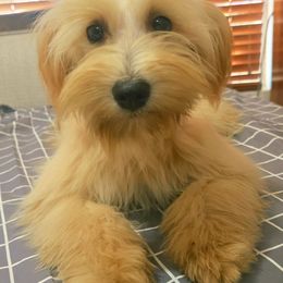 Denisse - Wheaten female Miniature Schnauzer puppy in Texas from Blue Rose's Schnauzers