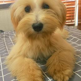 Denisse - Wheaten female Miniature Schnauzer puppy in Texas from Blue Rose's Schnauzers