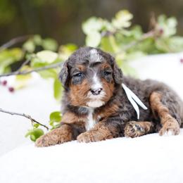 White collar - Blue merle male Bernedoodle puppy in Spokane, Washington from Doodle Love