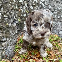 Annie Armstrong - Merle female Cockapoo puppy in Tallahassee, Florida from Panhandle Pups