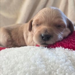 Bamm Bamm - Red  male Goldendoodle puppy in Casa Grande, Arizona from Curls and Camo Pups