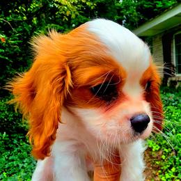 Brigatine - Blenheim female Cavalier King Charles Spaniel puppy in Watsontown, Pennsylvania from Huntsman Cavaliers