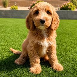 Timmy - Red  male Goldendoodle puppy in Phoenix, Arizona from Doodles of the Desert