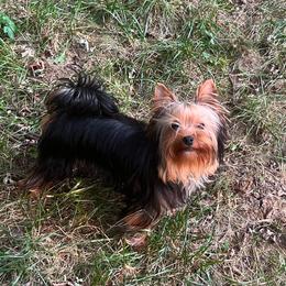 Dale - Black and gold male Yorkshire Terrier puppy in Kendallville, Indiana from Yorkies Kisses/Rusalka Siren Song