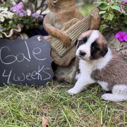 Gale - Brown and white female Saint Berdoodle puppy in Traverse City, Michigan from Bare Paws Saint Berdoodles