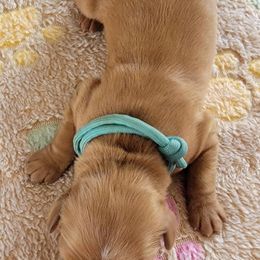Blue - Dark golden male Golden Retriever puppy in Bellevue, Michigan from Double D Ranch Golden Retrievers LLC