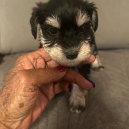 Reese's - Black and silver male Miniature Schnauzer puppy in Lubbock, Texas from Schnazzy Schnauzers