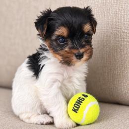 Oogie - Parti male Yorkshire Terrier puppy in Jacksonville, Florida from Yorktown Yorkies