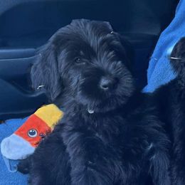 Giant Schnauzers from Executive Protection K9