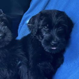 Giant Schnauzers from Executive Protection K9
