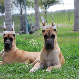 Great Dane Puppies from MoonRiver Danes