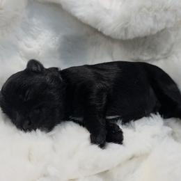 Boy 2 - Black male Miniature Schnauzer puppy in Clifton, Colorado from Western Slope Labradoodles and Mini Schnauzers